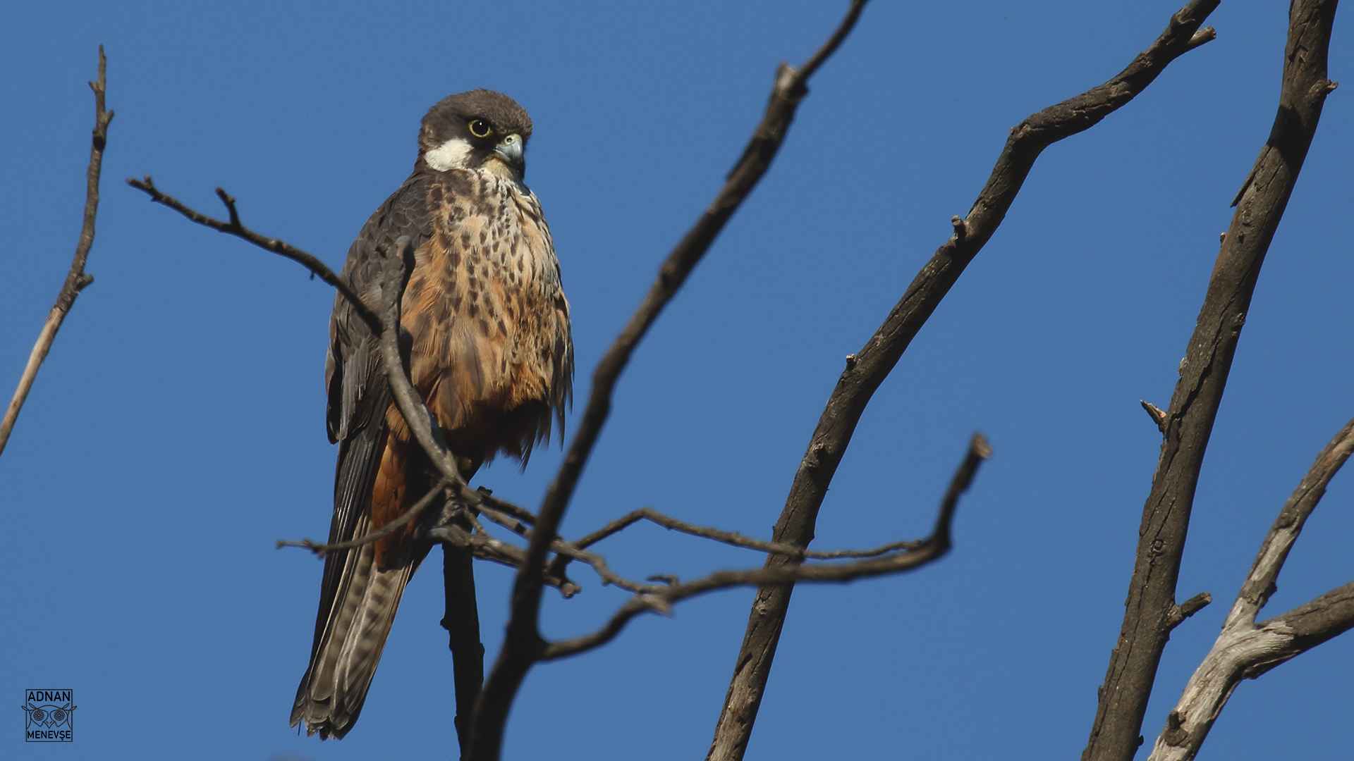 Eleonora's Falcon